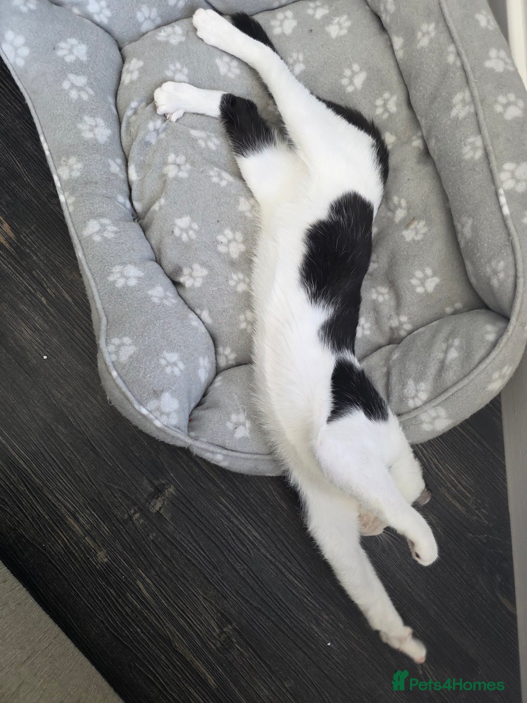 Mixed Breed cats for sale: Smudge looking for family home  - Advert 9