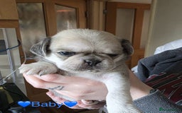Pug dogs for sale: £500 pug puppies - Image 4