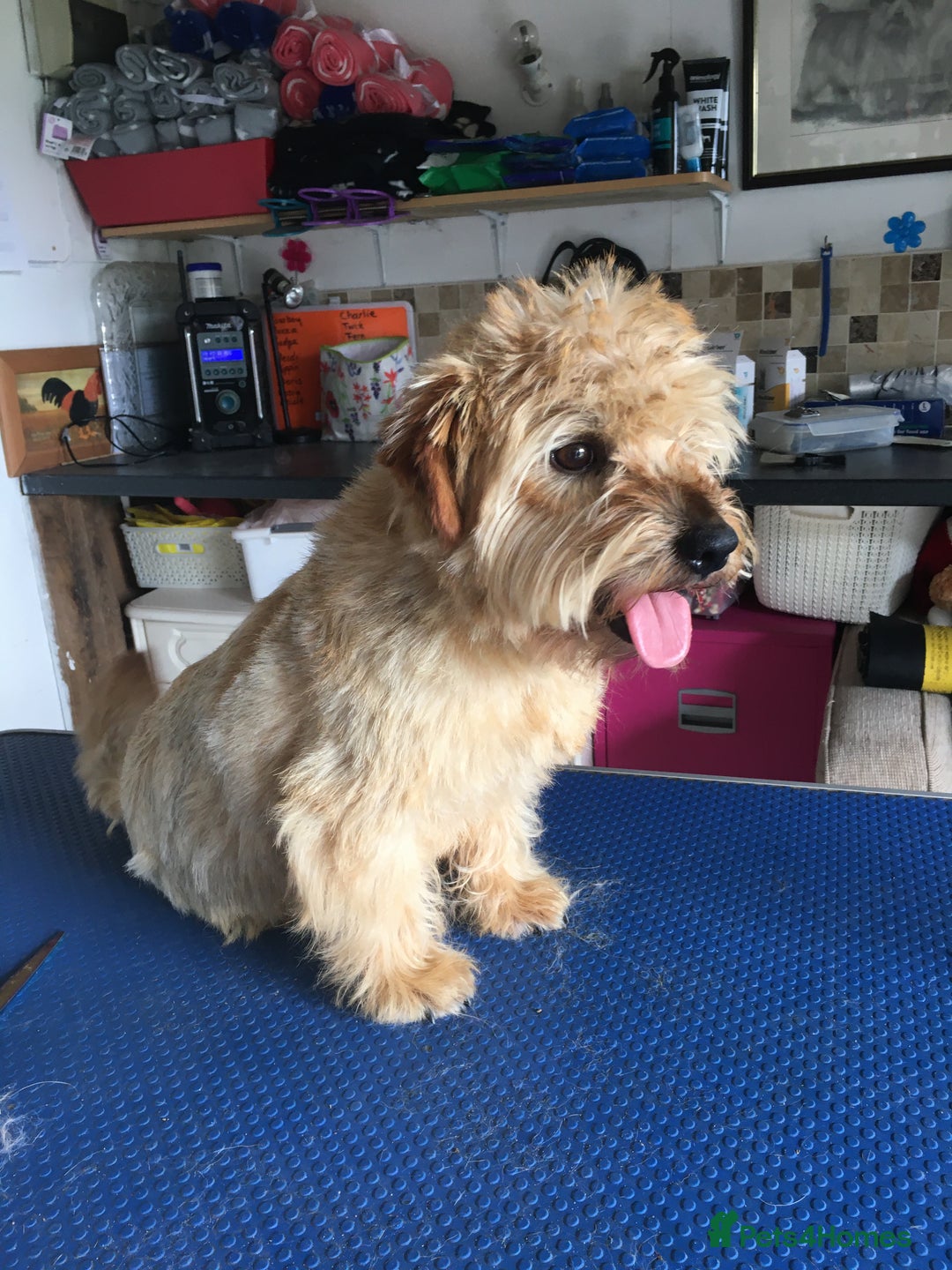 Norfolk Terrier dogs for stud: Meet cowboy in Maidstone - Image 2