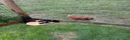 Labrador Retriever dogs for sale: Excellent KC reg-health checked home bred line in Lancaster - Advert 7