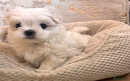 Maltese dogs for sale: ✨💫Tiny Exquisite Bambelina Maltese 💫✨ - Image 31