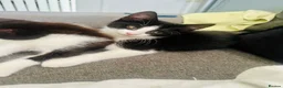 Mixed Breed cats for sale: 3 beautiful kittens for sale  - Advert 5
