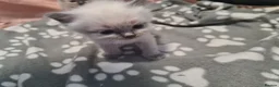 Ragdoll cats for sale: Ragdoll kittens  - Advert 4
