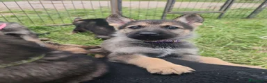 Purple Collar