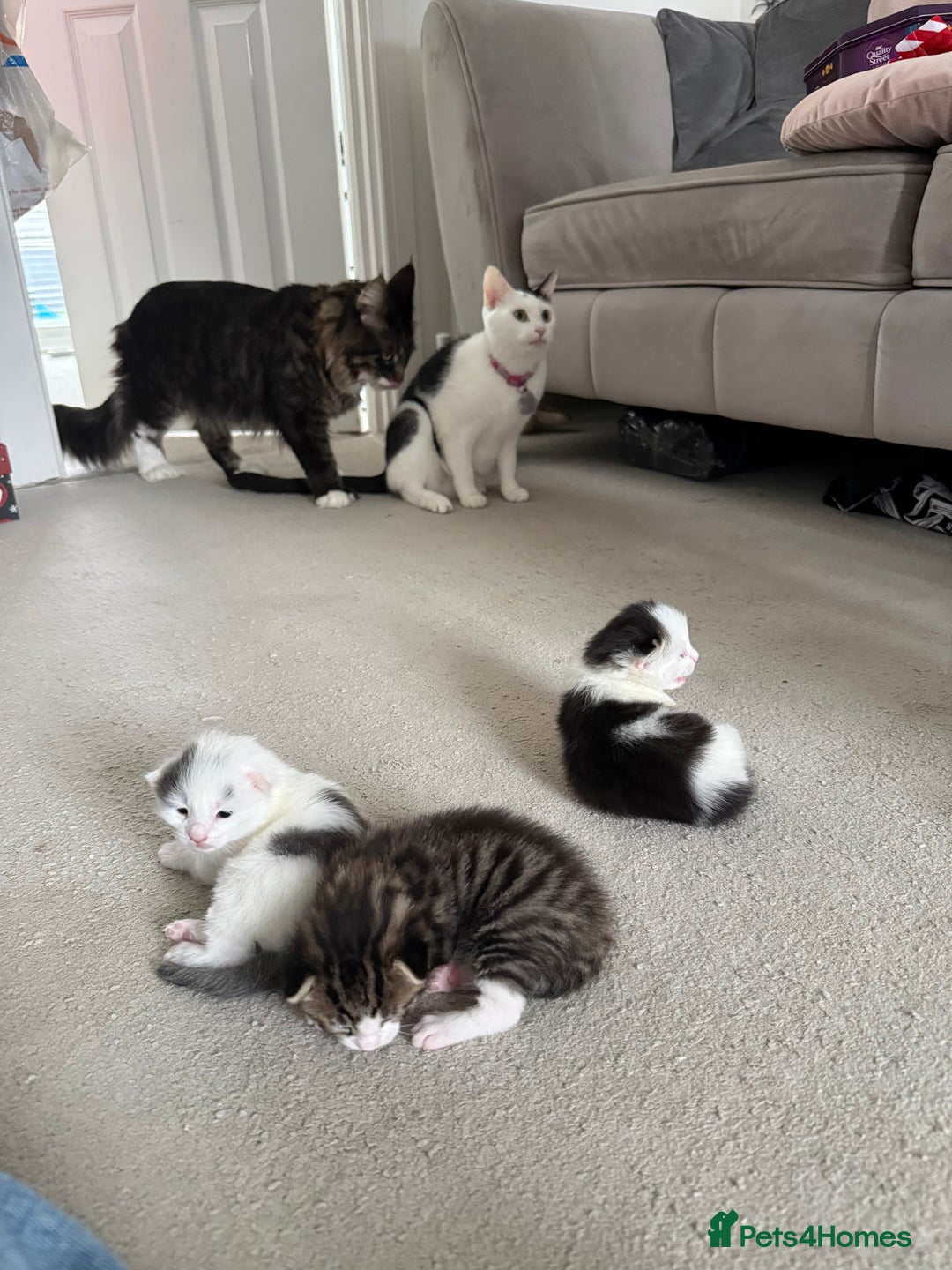 Mixed Breed cats for sale: Half Maine coon kittens.  - Advert 9