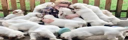Clumber Spaniel dogs for sale: Quality Clumber Spaniel Puppies  in Malvern - Advert 10