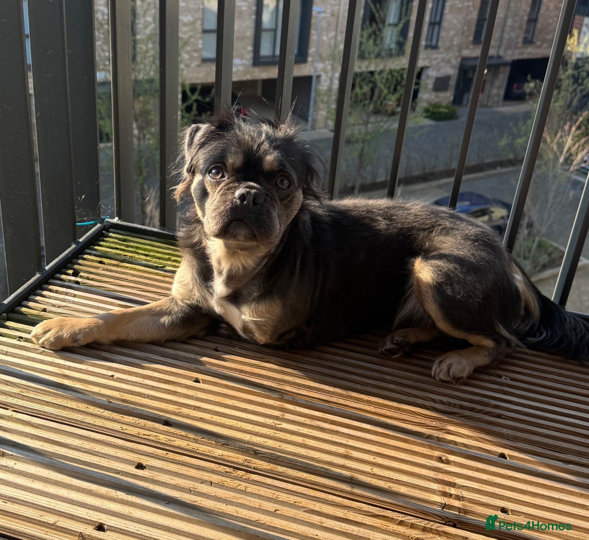 Frug dogs Bluey - 3 legged frug  - Advert 5