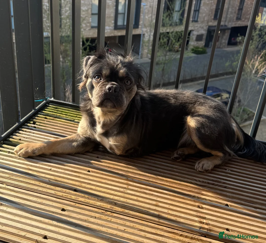 Frug dogs for sale: Bluey - 3 legged frug  - Advert 1