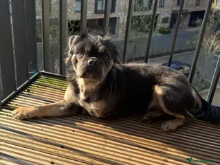 Frug dogs Bluey - 3 legged frug - Advert 5