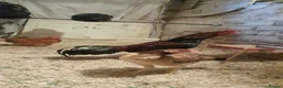 Chickens poultry for sale: Aseel Murga  - Advert 2
