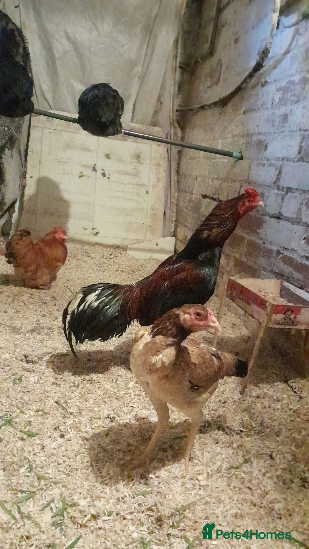 Chickens poultry for sale: Aseel Murga  - Advert 2