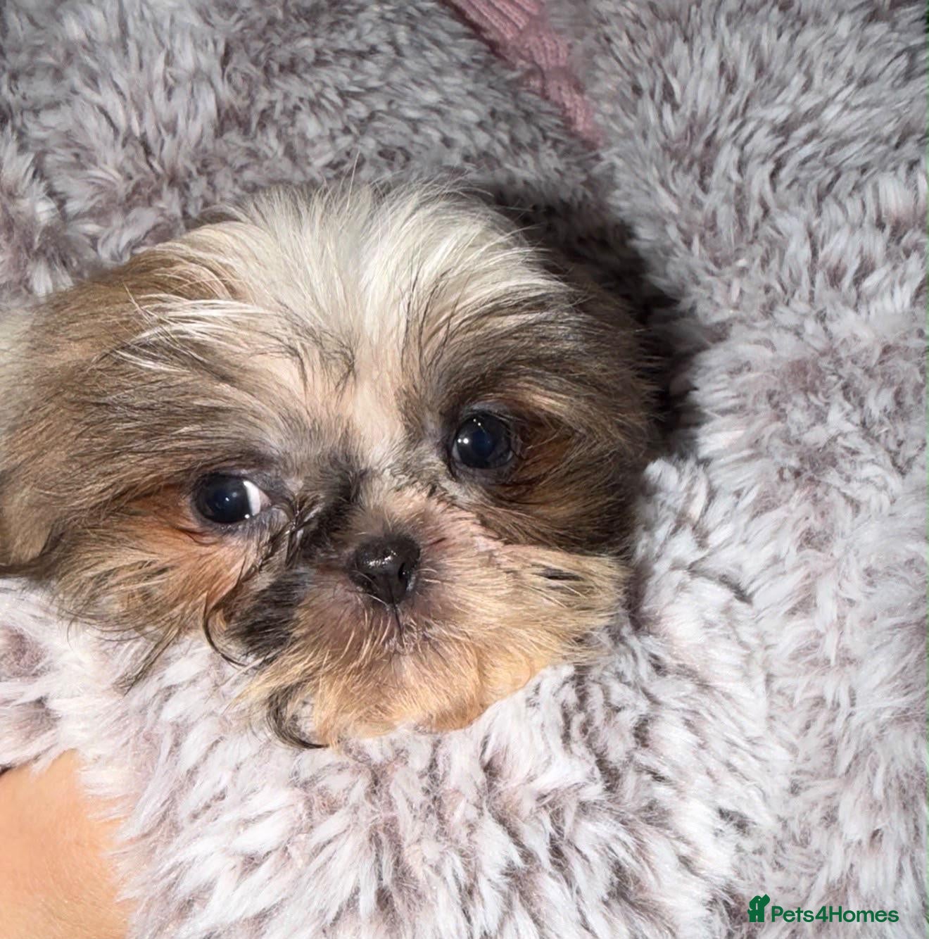Shih Tzu dogs for sale: 🩷🩷One Blue & White Parti Girl 🩷🩷 - Advert 1