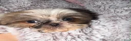 Shih Tzu dogs for sale: 🩷🩷One Blue & White Parti Girl 🩷🩷 - Advert 4