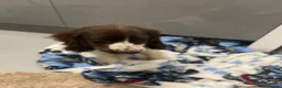 Cocker Spaniel dogs for sale:  Beautiful cocker spaniels  - Advert 12
