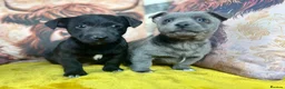 Jack Russell dogs for sale: Pure breed stunning Jack Russell's - Advert 6