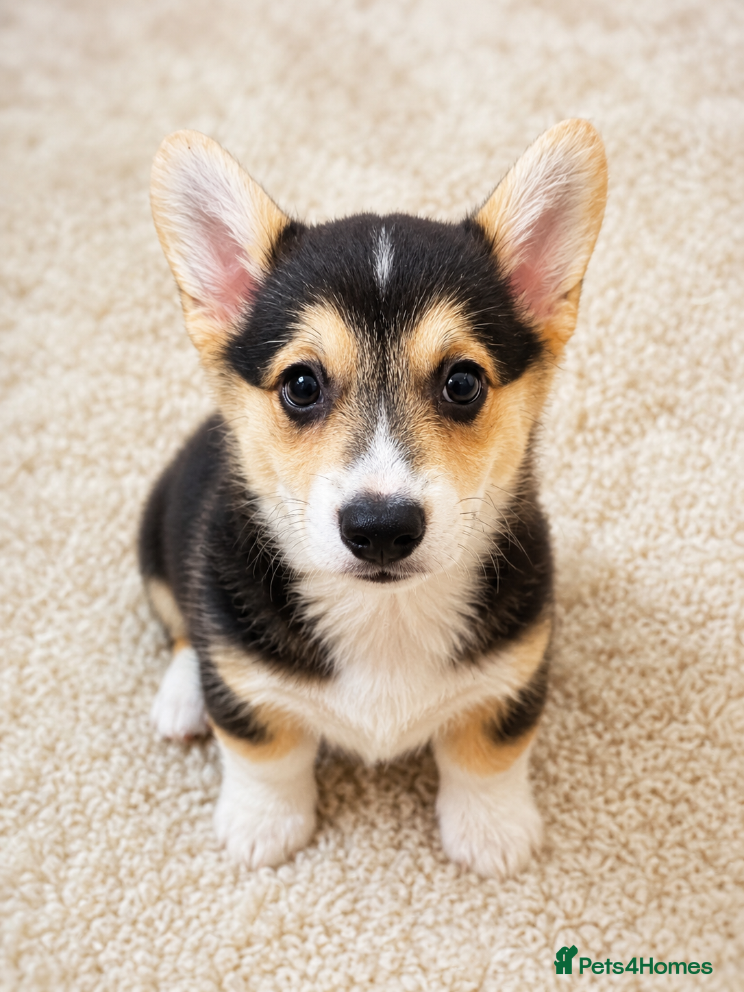 Welsh Corgi Pembroke dogs KC Registered Pembroke Welsh Corgi Puppies - Advert 1