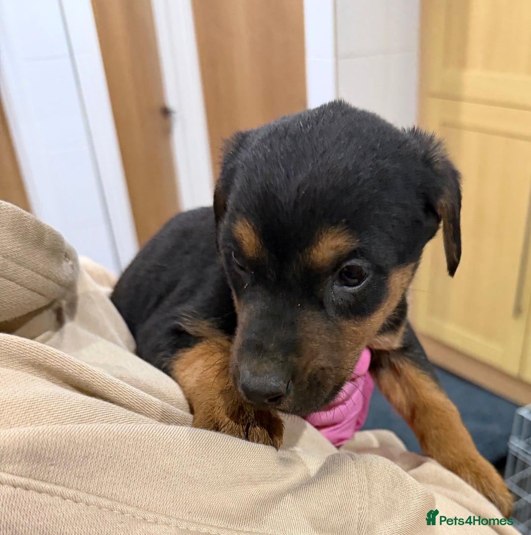 Mixed Breed dogs for sale: Doberman X puppies for sale  - Advert 32