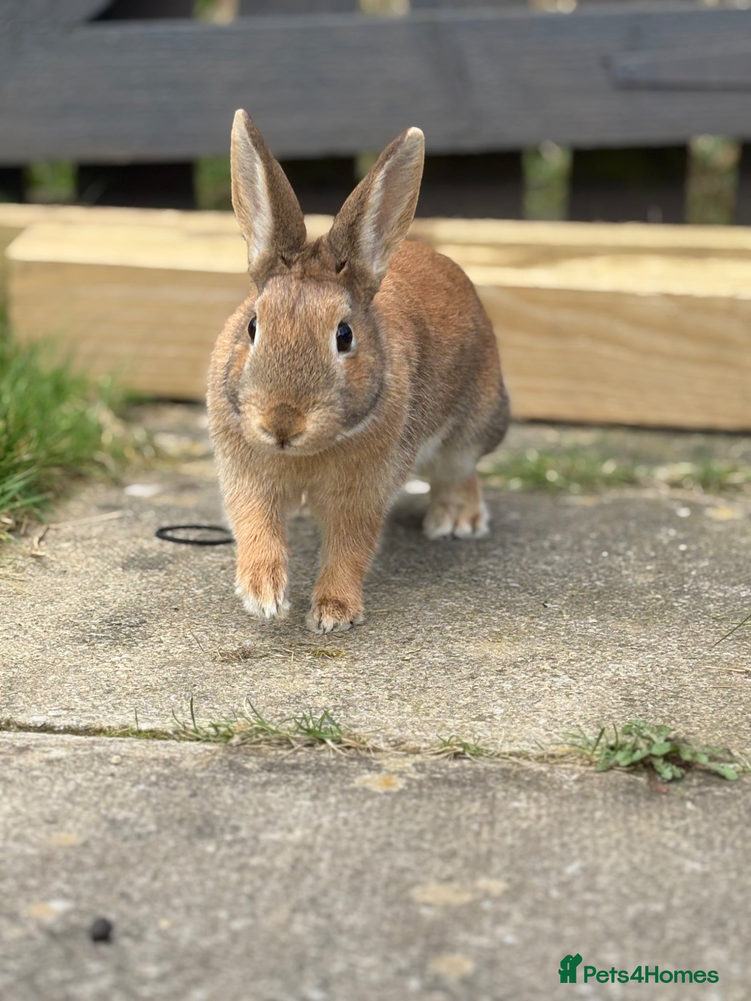 Mixed Breed rabbits Pippin - Advert 3