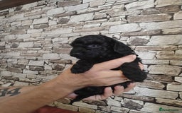 Toy Poodle dogs for sale: KC REGISTERED TOY POODLES READY NOW  - Image 8