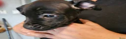 Mixed Breed dogs for sale: Stafford x French bulldog  - Advert 7
