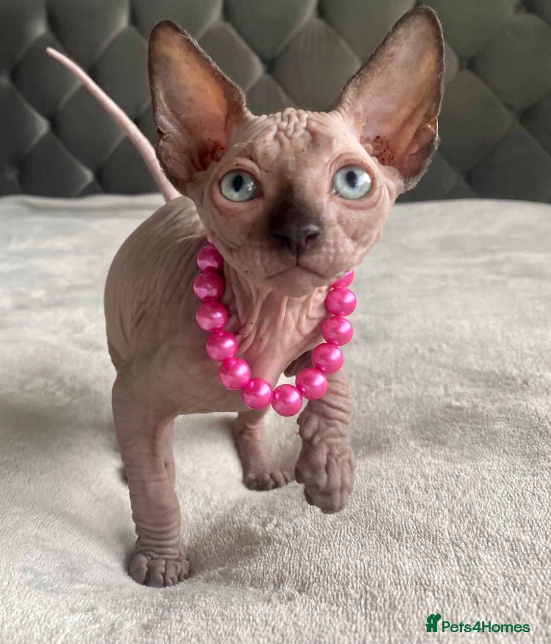 Sphynx cats for sale: Canadian sphinx kittens blue eyes girls  - Image 28