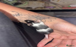 Mouse rodents for sale: Male fancy mice 🐭  in Honiton - Image 6