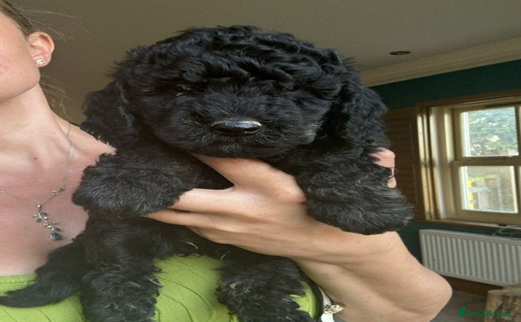 Goldendoodle dogs - Advert 2