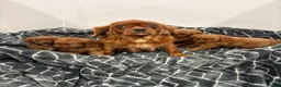 Cavapoo dogs for sale: F1 Cavapoo babies  - Advert 1