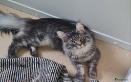 Maine Coon cats for sale: Stunning male Mainecoon  - Image 11