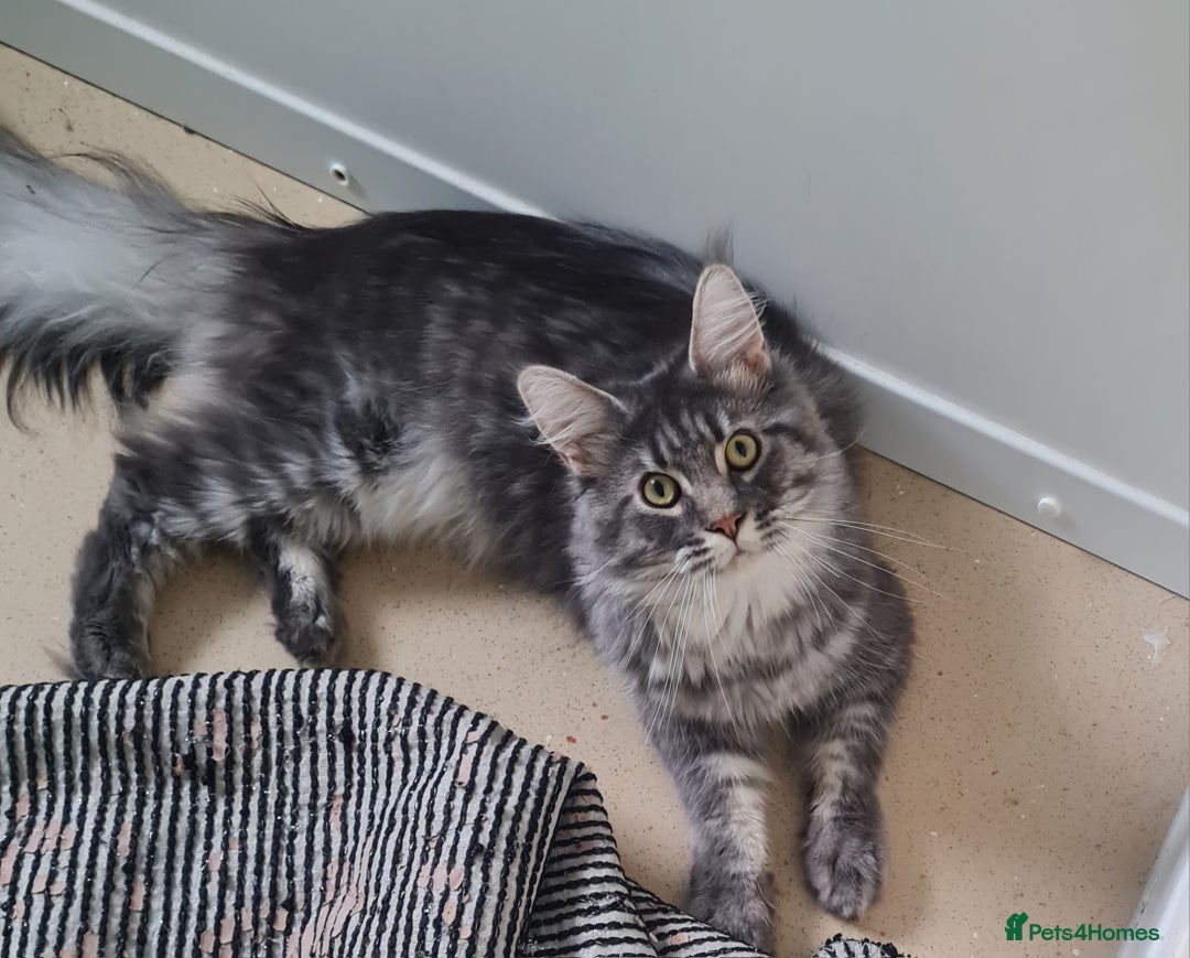 Maine Coon cats for sale: Stunning male Mainecoon  - Image 11