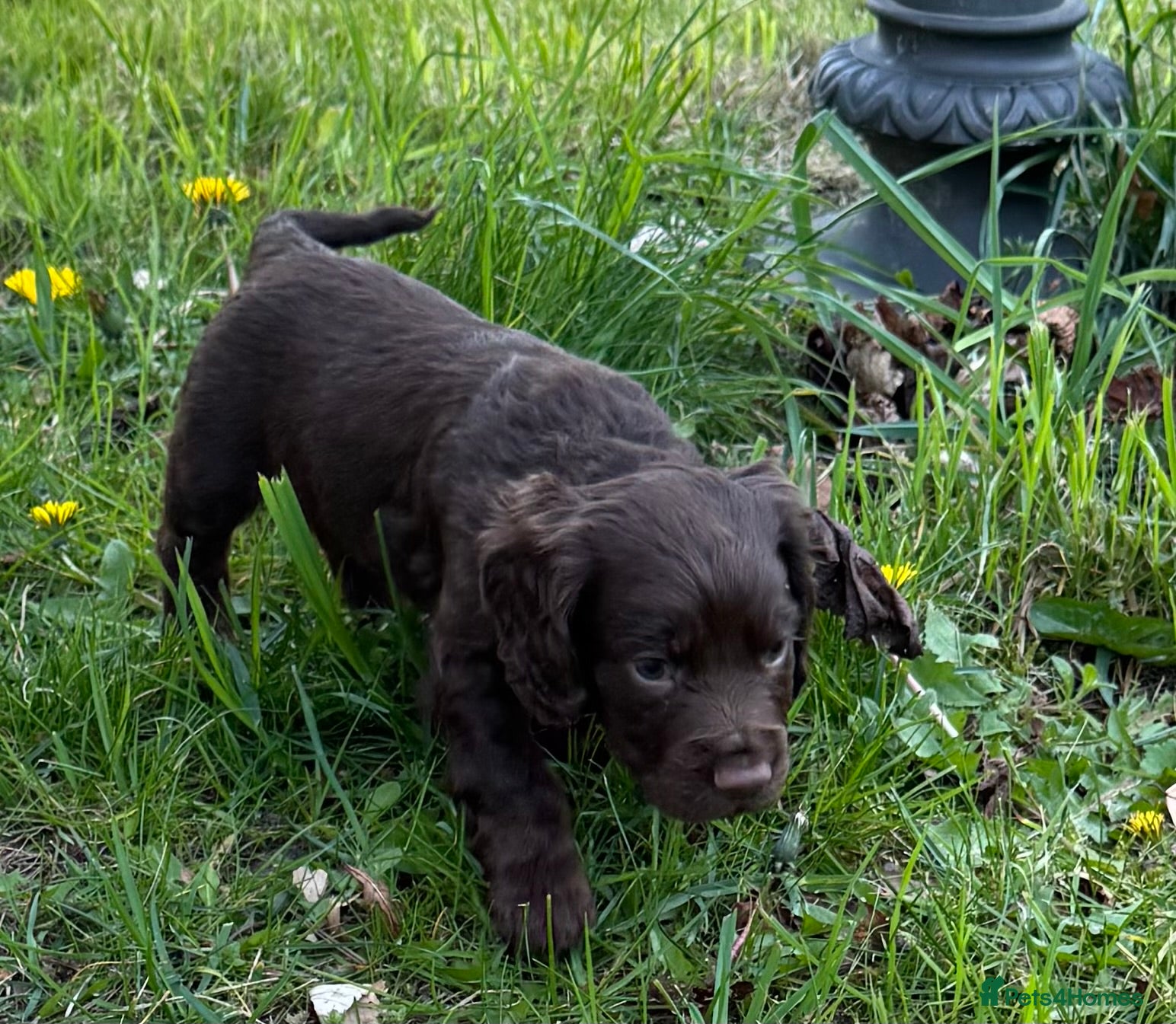 Cocker Spaniel dogs Chocolate Working Cocker Spaniel puppies - Advert 2