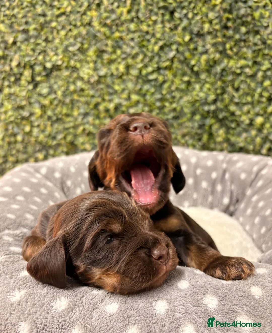Cocker Spaniel dogs for sale: 🤎🧡 Show Cocker Spaniel Puppies For Sale - Advert 16