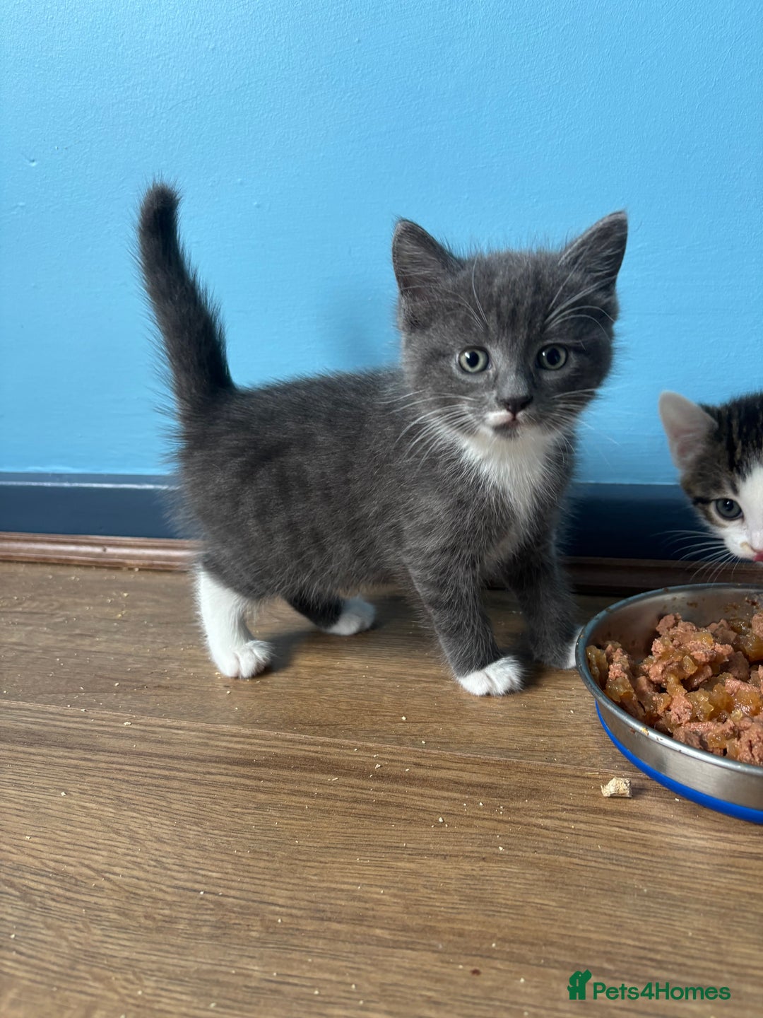 Domestic Shorthair cats for sale: Cute Kittens - Image 3