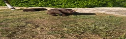 Sprocker dogs for sale: Sprocker Spaniel Pups- READY TO GO - Advert 6