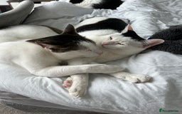 Mixed Breed cats for sale: 💔 Heartbreaking Rehoming – Manchester - Image 11