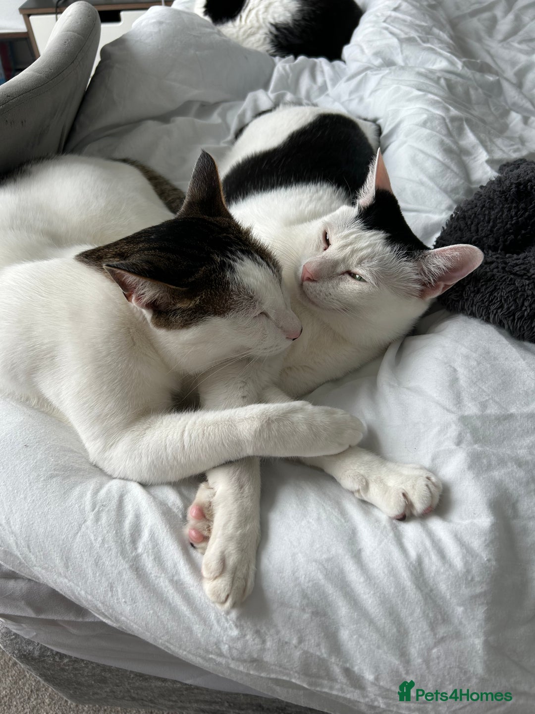 Mixed Breed cats for sale: 💔 Heartbreaking Rehoming – Manchester - Image 11