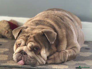 English Bulldog dogs Free!! Bear needs a good loving home - Advert 3