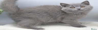 British Shorthair blue 2