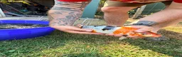 Koi Carp fish for sale: Japanese Koi Carp & Colourful Goldfish - 15 fish - Advert 7