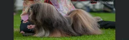 Lhasa Apso dogs for sale: Lhasa Apso Adult Girl - Advert 5