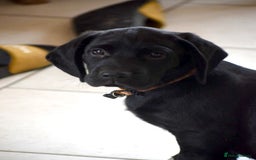 Cockerdor dogs for sale: Cockerdor Puppies - Image 1
