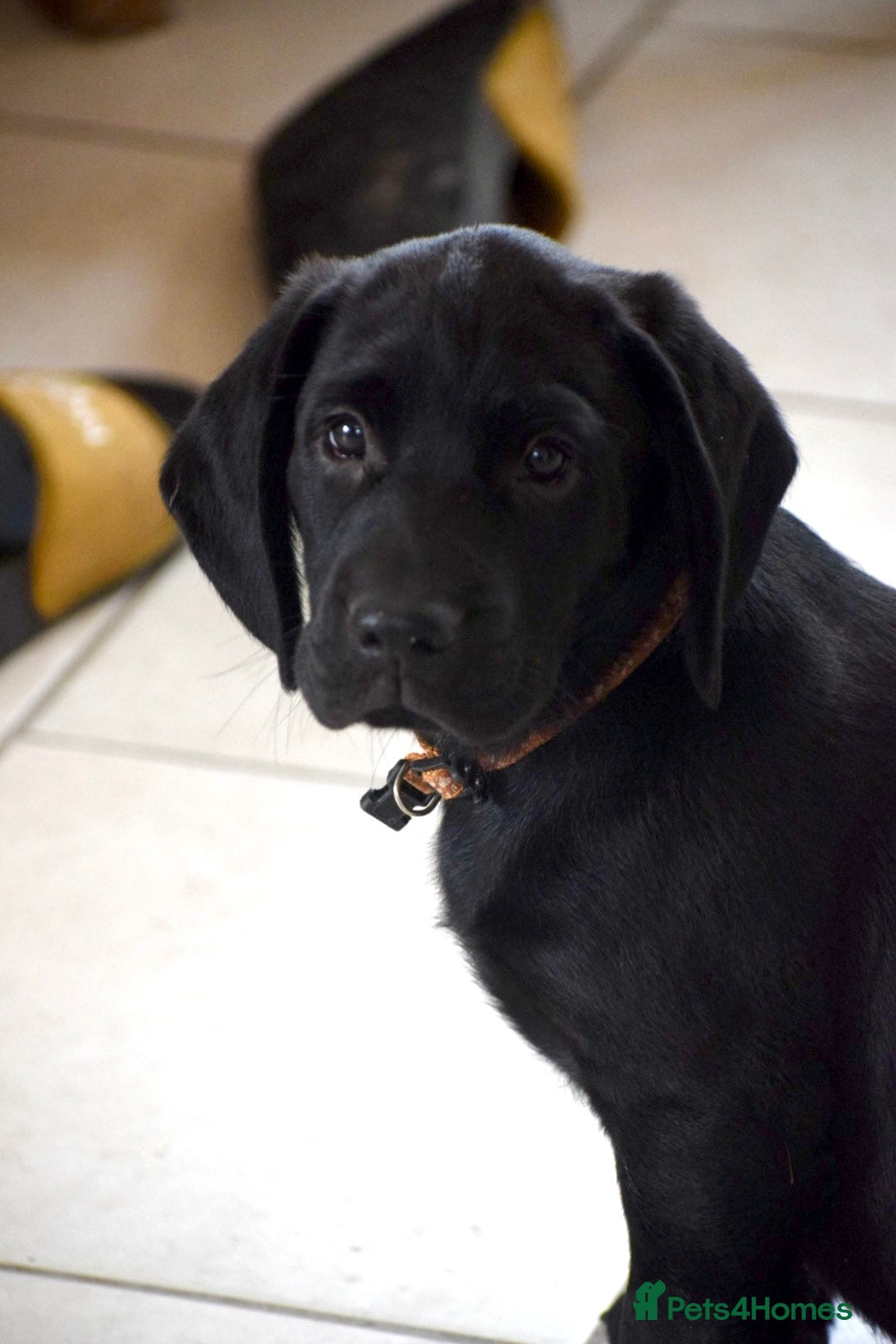 Cockerdor dogs for sale: Cockerdor Puppies - Image 1