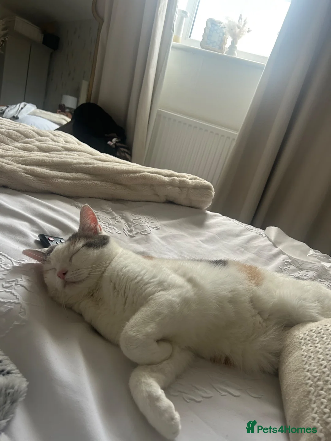 Mixed Breed cats for sale: Affectionate 5 year old female cat in Liverpool - Advert 6