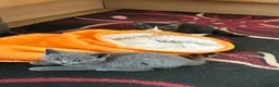Mixed Breed cats for sale: 5 BEAUTIFUL KITTENS  in Derby - Advert 17