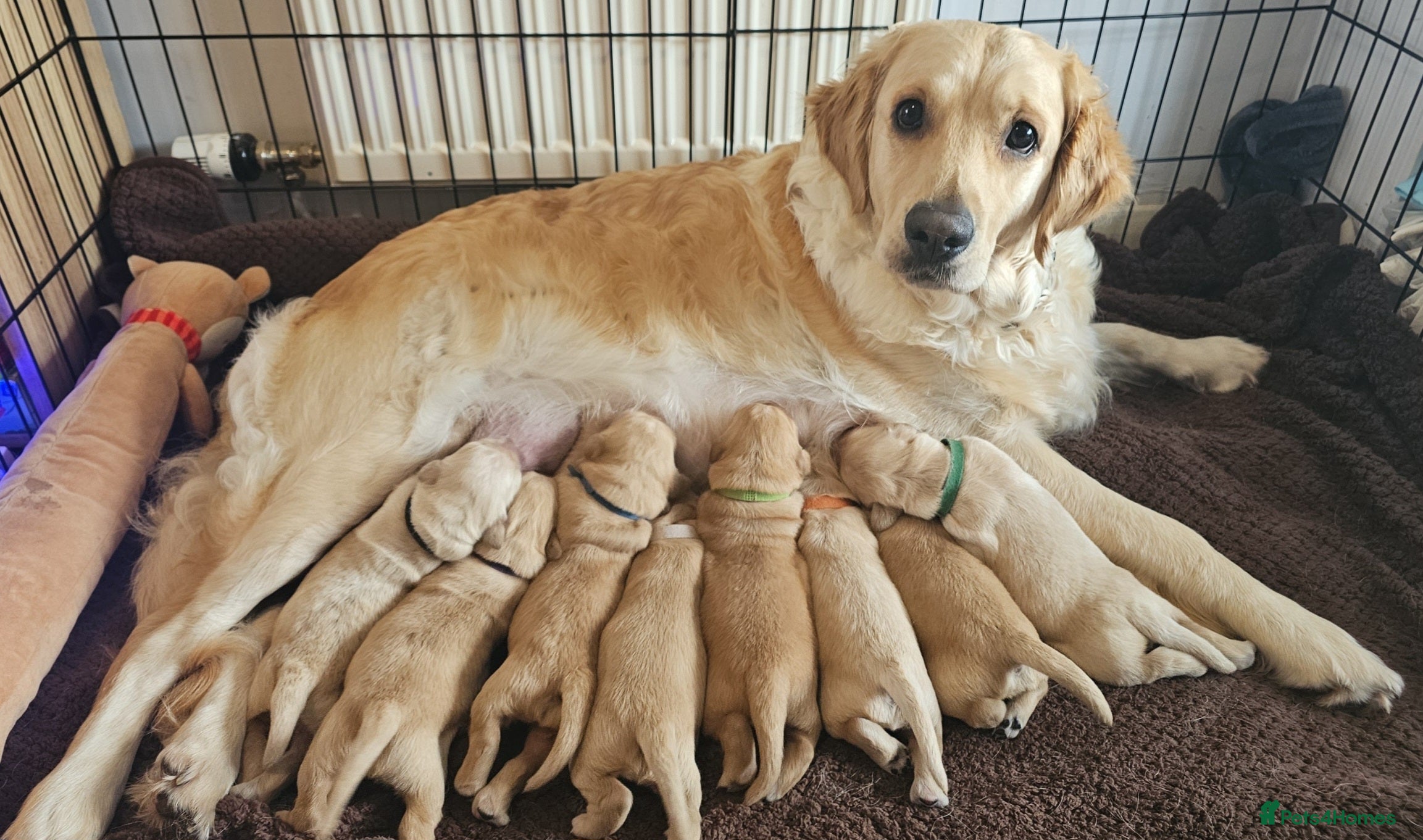Golden Retriever dogs KC Golden Retriever Puppies. Exceptional Lines!💫 - Advert 18