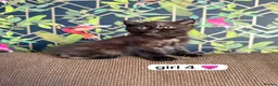 Exotic cats for sale: British short hair cross Persian  - Advert 13