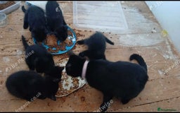 British Shorthair cats for sale: 3 black female kittens for sale - Image 7