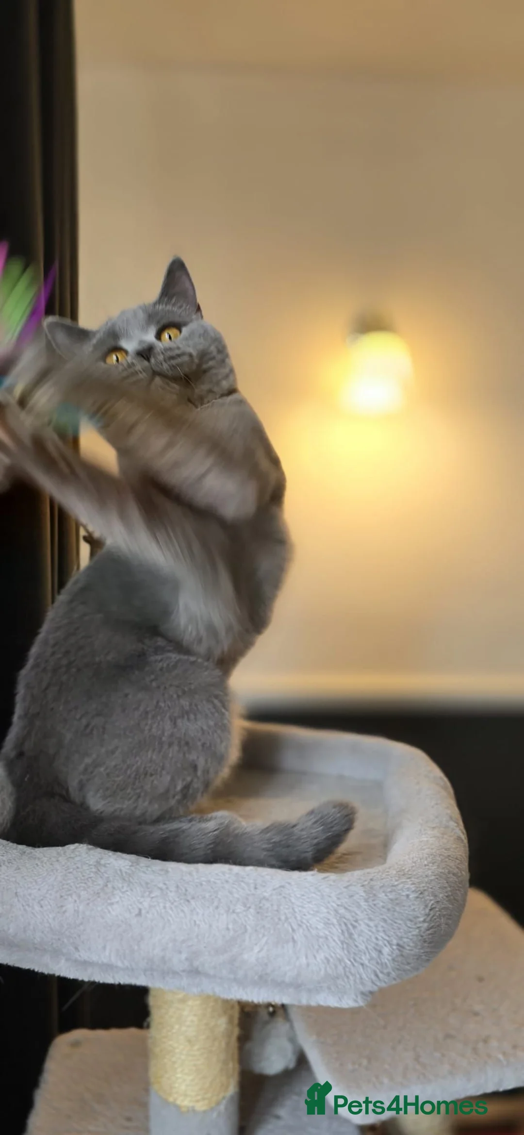 British Shorthair cats for sale: Gorgeous British shorthair girl - Advert 4