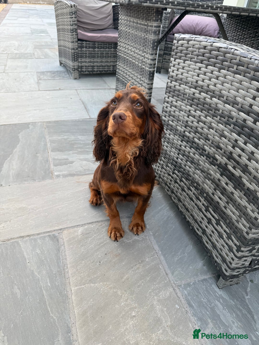 Cocker Spaniel dogs for sale: Stunning KC Working Cocker Spaniel Puppies - Image 12