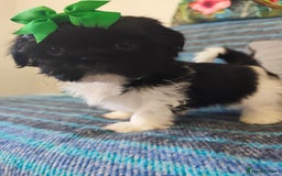 Shih Tzu dogs for sale: Shih Tzu puppies 1 boy available Redy Now!!! - Image 26